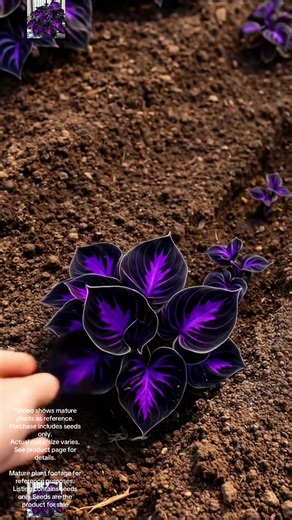 Violet Nightfall Hosta: Perfect for Your Garden