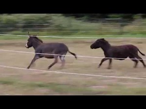 Miniature Donkeys Playing