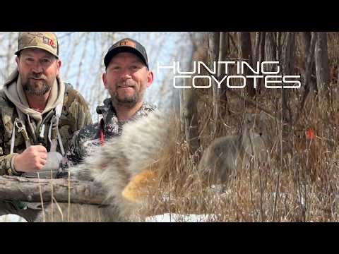 HUNTING COYOTES