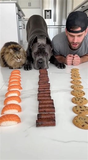 Cane Corso DESTROYS Food Race 🐾🍪 Salmon, Meat & Cookies Challenge #funny #cat #animals