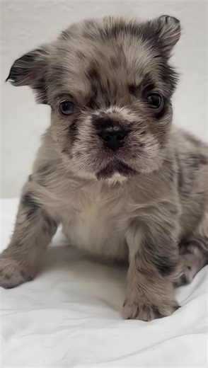 Jamie is the name🥰🥰❤️❤️❤️❤️❤️#frenchbulldogpuppy #frenchbulldog #fyp #puppytiktok #frenchie