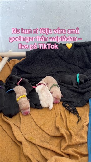 8 nyfödda labradorvalpar i valplådan 🐶✨ Följ våra små godingars första dagar i livet – vi sänder live på TikTok från valplådan 💛 TikTok: Juneos lilla Följ oss för mer valpmys och uppdateringar 🐾 @Juneo #labrador #labradorvalpar #valpar #nyföddavalpar #valplåda