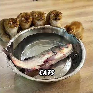 This is why you should never leave your cat home alone.#cat #cute #fuuny #shorts