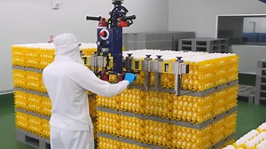 Amazing Large-Scale Watermelon Harvest and Processing