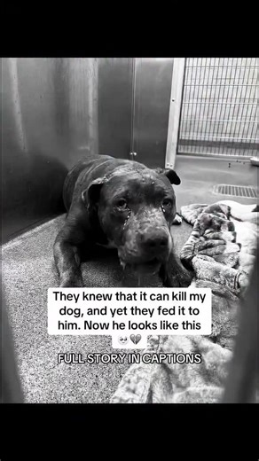 aqua animal sanctuary | Pregnant Girl Trembles On Broken Legs After Being Shot Over Half A Dozen Times...\n\nWe named her Miracle because it’s a miracle she’s... | Instagram