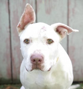 1.5K views · 160 reactions | Caster is ready to give his devotion to...