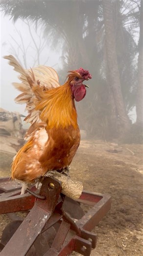 Most beautiful rooster crowing happy village life #ayam #hen