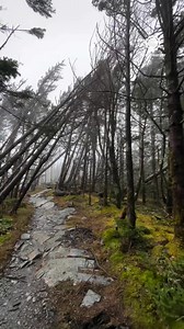 95K views · 2.4K reactions | The forest is breathing!  As strong winds blew through the Great Smoky Mountains, the roots of these trees were lifted, giving the illusion that the ground was 'breathing.' | AccuWeather | Facebook