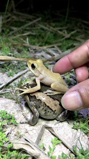 Funny Lol Catches Frogs jump #shortsviral #shorts #funny