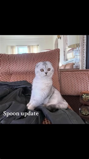 Spoon Update: Manon's Cat Takes Over Instagram