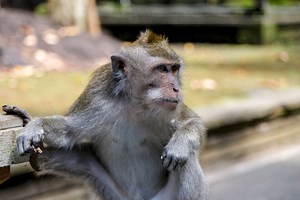 Monkeys Are Stealing And Exchanging The Items For Food; Should We Start To Panic?