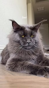 4.6M views · 200K reactions | 5 perfect babies #mainecoon #mainecooncat #mainecoonsofinstagram #mainecoonkitten #kitten | Wild Mane Mainecoons | Facebook