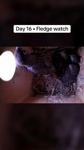 Day 16 Bluebird Nest Update | Peeking Out 🐣