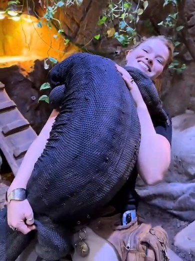 Cuddling with Drogo: The Black Dragon Lizard