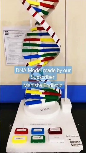 #DNA #model | working model of dna #scienceproject