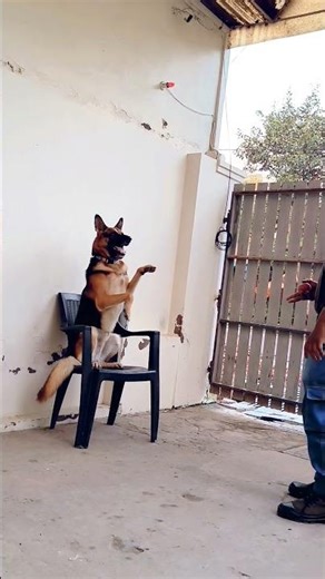 intelligent GSD Training #episode #307 #gsd #shorts