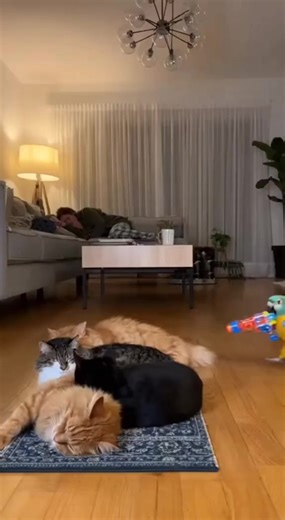 The Dog That Hit the Car: Geh Geh Challenge Highlights