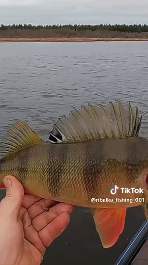 Best Techniques for Burbot Fishing with Seine Nets