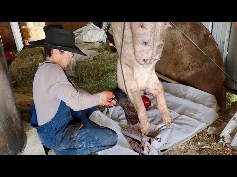 Putting Down Mama Pig With Captive Bolt