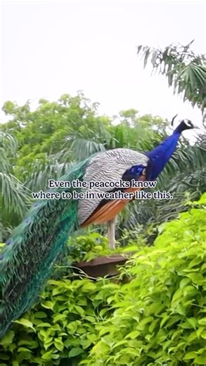 Too good a day to stay indoors. Step into calm, colour, and quiet at #amritudyan | #rbvisit