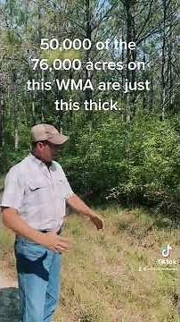 Yaupon holly- the biggest part of the Problem…