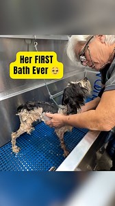 Watch the Moment Skinny Shelter dog Gets her First Bath Ever 🥹 #dogs #rescue #animalshelter #shelterdog | Rocky Kanaka