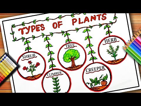 Types Of Plants Drawing | Different Types of Plants Drawing | Types of Plants Chart | Plants Drawing