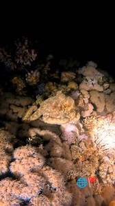 13K views · 415 reactions | Magical encounter during our night dive — this curious octopus revealed its beauty under the beam of our torches ✨ Watching it move and change color in the dark was unforgettable! #octopus #nightdiving #redsea #scubadivinglife #fblifestyle #octopuslove #christmas | Red Sea Diving | Facebook