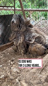 330K views · 12K reactions | This poor dog was neglected and left in terrible shape — until heroes stepped in. Now he’s finally safe and starting to heal. ❤️ | Animal Lovers | Facebook