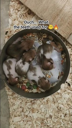 “From Pink Beans to Fluffy Babies 🐹 | 0–14 Day Hamster Growth Timelapse”