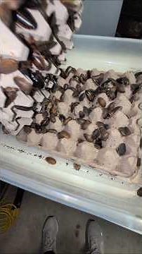 Breeding Dubia Roaches #reptiles #dubia #roach #breeding #breeder #bug #bugs