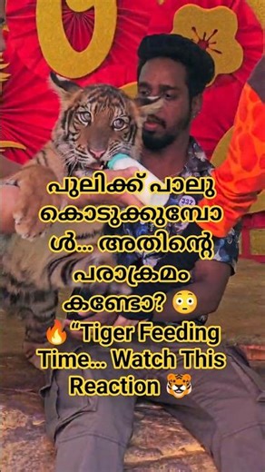 പുലിക്ക് പാലു കൊടുക്കുമ്പോൾ… അതിന്റെ പരാക്രമം കണ്ടോ? 😳Tiger Feeding Time.. Watch This Reaction 🐯