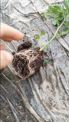 ミニトマト挿し木出来る家庭菜園ライフ