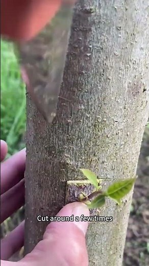 Grafting techniques for tree branches