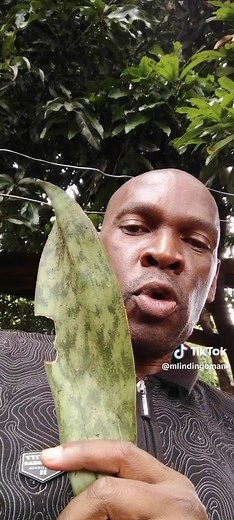 Exploring Unique Leaf Patterns in Nature