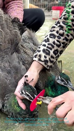 Peacock Farming: Removing Identification Rings from Farmed Peacocks’ Beaks