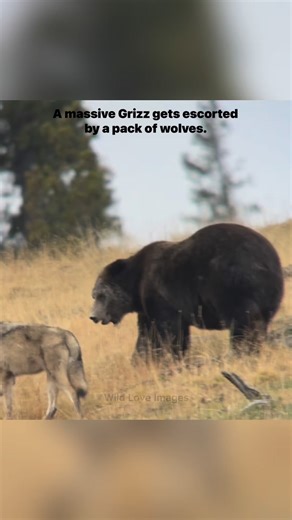 627K views · 9.1K reactions | This isn’t something you see every day, but often in the fall you will see a grizzly following a Wolf pack around, stealing their meals. This Grizzly ate from a carcass the wolves had taken down and then he scent trailed them and crossed the road exactly where they crossed. Once across the road, the Wolves met him face-to-face, and escorted him over the hill. Nature is amazing. | Wild Love Images - Julie Argyle Wildlife Photography #shootwithacamera | Facebook