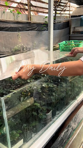 3 Shipment Today✈️ I am very happy that many of my customers are satisfied with my plants. I always give my best🤗🤗🤗 - - 📲 Just DM/ WhatsApp: 62 822-2117-4007 Get best curious🙏🙏🙏 #buceo #bucephalandra #anubias #perfect #viral #fyp #bucephalandrabrasil #anubiasaquaticplants #plantbased #ブセファランドラアキレス #布塞法兰德拉 #Буцефаландра #บูเซฟาแลนดร้ #อควาสเคป #aquarium #aquascape #anubiasmarble #beautiful #fyp #fypシ #plantwatercolor #bucephalandraplant #perfectplanet #bucees #aquascapeindonesia #aquascapi