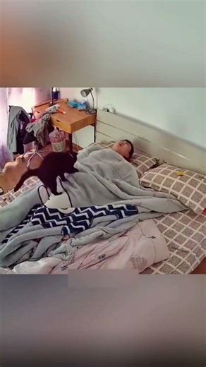 Cats vs Humans#funny #catvideos#catshorts #cat