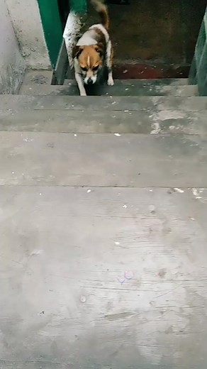 #Quieressermiamigo #Doki