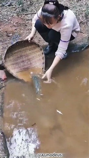 대나무 바구니를 이용하여 물고기를 잡는 과정