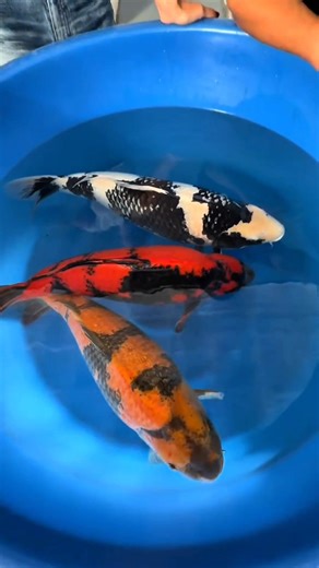 Discover the Biggest Koi Fish from Konishi Koi Farm