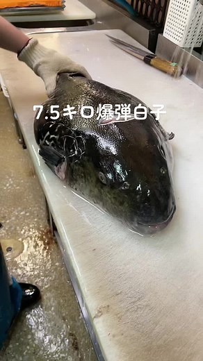 白子の美味しい食べ方と捌き方ガイド