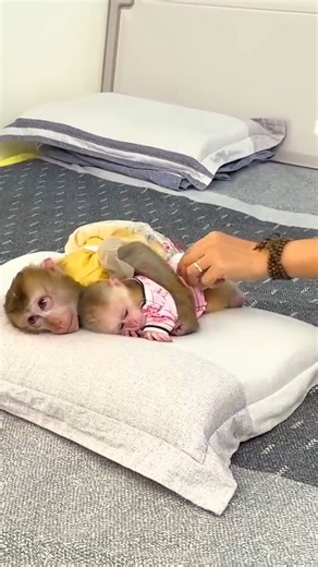 Following Monkey Mit's feces on the ground, Monkey Kaka yelled for Mother. #Monkeylife #babymonkey #Reels #Facebookreels | Family Animal