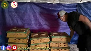 1.8K views · 21 reactions | #SELECTING CHICKS: Choose reputable...