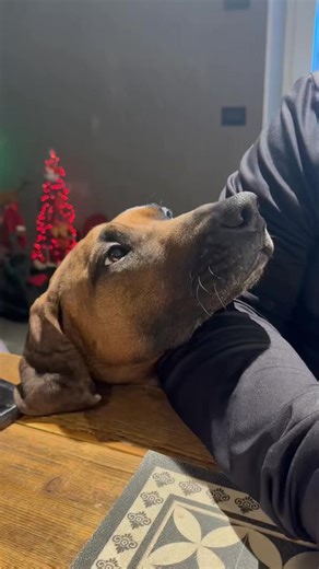 Sguardi devoti 😍🥰❤️ la nostra Kumba 😍 𝐀𝐥𝐥𝐞𝐯𝐚𝐦𝐞𝐧𝐭𝐨 𝐑𝐡𝐨𝐝𝐞𝐬𝐢𝐚𝐧 𝐑𝐢𝐝𝐠𝐞𝐛𝐚𝐜𝐤 🐾 𝐓𝐞𝐧𝐮𝐭𝐚 𝐄𝐫𝐦𝐢𝐭𝐚𝐠𝐞🇮🇹 👉Sempre disponibili ai seguenti recapiti: ➡️SITO WEB www.rhodesianitalia.it ➡️TELEFONO ☎️3480718272 ➡️EMAIL ⌨️ info@rhodesianitalia.it ➡️FACEBOOK: Allevamento professionale Rhodesian Italia- Tenuta Ermitage ➡️INSTAGRAM 📩 @rhodesian_italia #allevamentotenutaermitage🇮🇹 #rhodesianridgeback #ridgebacklove #rhodesianridgebacklove #rhodesianridgebacksofinstagra