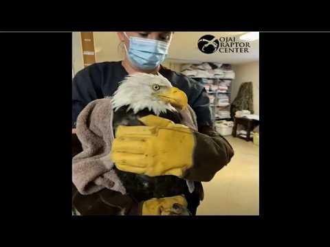 OJAI RAPTOR 💖 BIG BEAR EAGLE JACKIE RECEIVES CONTRAST CT SCAN & BONE MARROW BIOPSY TODAY! 💖 8.5.26