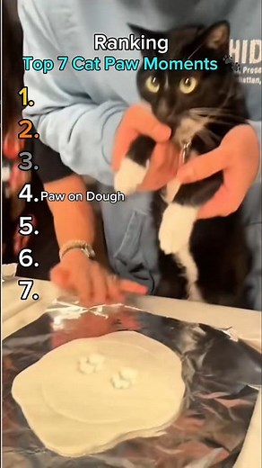 Top 7 Cat Paw Moments #CatPaws #FunnyCats #CuteCats #shorts