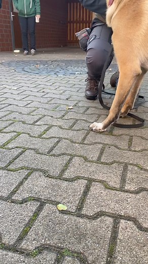 47K views · 1.1K reactions | This weekend we gave a tracking and detection foundation seminar at our friends at Canineasy in Germany. Great mix of police and civilian dog handlers. Later this week we return to Laura and Mellie at Cloverfield in Vermont, USA. | Gritty K9 | Facebook