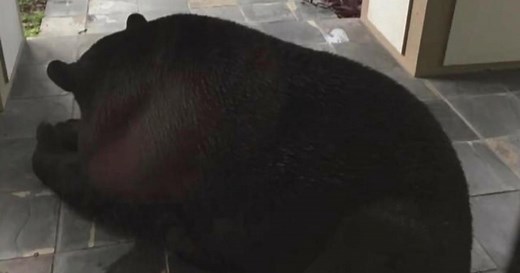 Black bear spotted sleeping outside couple's Florida home